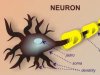 neuron.jpg